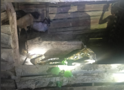 Tim Damkar Kendari Evakuasi Ular 5 Meter yang Melilit Kambing di Labibia