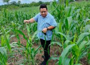 Pemprov Sultra Pastikan Pasokan Pupuk Subsidi Tahun 2025 Aman