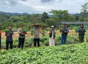 Polres Konawe Utara Panen Sayur Perdana, Bukti Dukungan Program Asta Cita