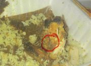 Kejadian Mengejutkan: Ulat Ditemukan di Ayam Goreng Bebek Sakti