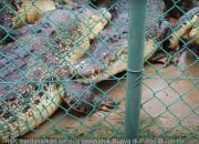 Penangkaran Buaya di Pulau Bulan Jebol, Ratusan Buaya Diduga Lepas ke Laut