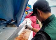 Karantina Sultra Gagalkan 600 Kg Daging Ayam Ilegal di Pelabuhan Betoambari