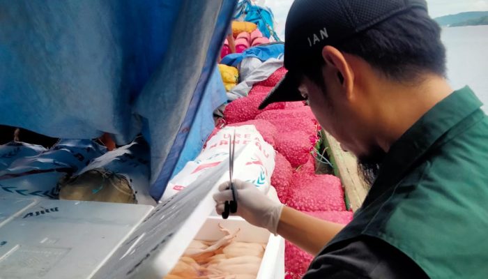 Karantina Sultra Gagalkan 600 Kg Daging Ayam Ilegal di Pelabuhan Betoambari