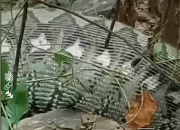 Warga Muna Geger Penemuan Ular Piton Telan Anak Sapi