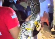 Ular Raksasa 8 Meter Ditemukan di Kokalukuna, Warga Diminta Waspada