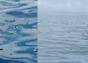 Polres Wakatobi Disorot, Bom Ikan Marak, Laut Wakatobi di Ambang Kehancuran
