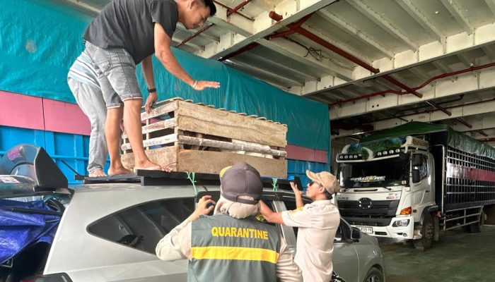 Gagal Merapat! Tiga Ekor Kambing ‘Diusir’ dari Sultra karena Tak Bawa Dokumen