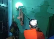 Geger! Warga Kendari Barat Temukan Biawak ‘Nyamar’ Jadi Ular di Rumah Makan