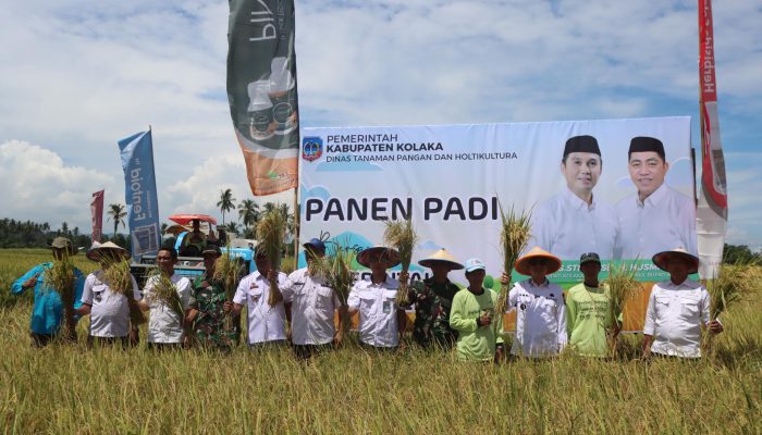 Bupati Kolaka Ikuti Panen Raya, Beri Asuransi BPJS Ketenagakerjaan untuk Ribuan Petani