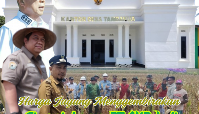 Harga Jagung Menggembirakan, Sinergi dengan PT AKP Jadi Berkah Petani di Desa Tambakua