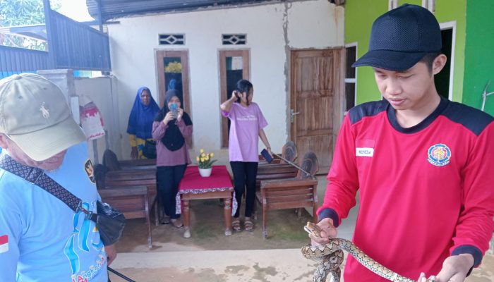 Tim Damkar Kendari Evakuasi Ular dari Plafon Rumah Warga di Wanggu Permai