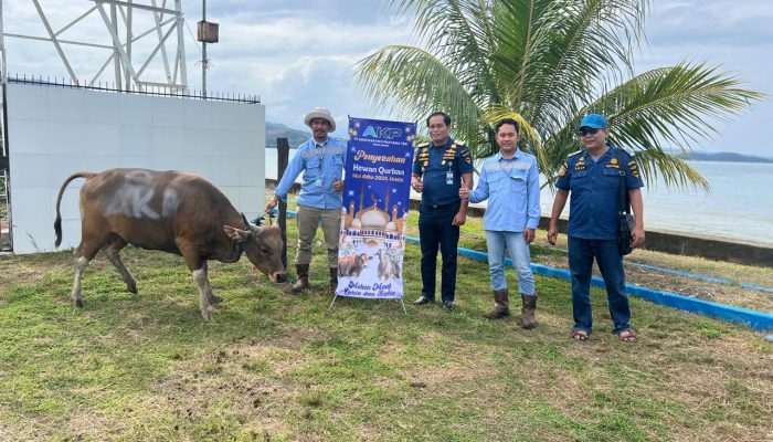 Wujud Kepedulian, KUPP Molawe dan Mitra Salurkan 10 Sapi Kurban di Enam Lokasi