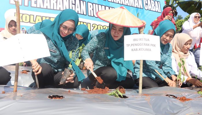 PKK Kolaka Gencarkan Tanam Cabai Serentak, Perkuat Ketahanan Pangan dan Kendalikan Inflasi