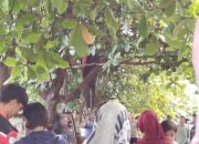 Dosen UNM Asal Muna Ditemukan Tewas Tergantung di Depan Poltekkes Makassar