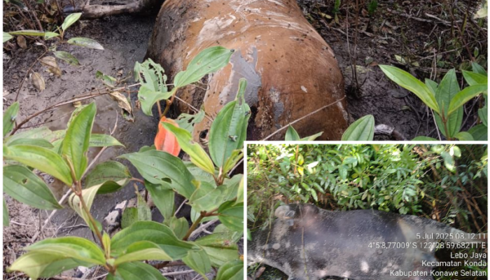Geger Konawe Selatan, Ratusan Sapi Mati Mendadak, Wabah Misterius Hantui Peternak!