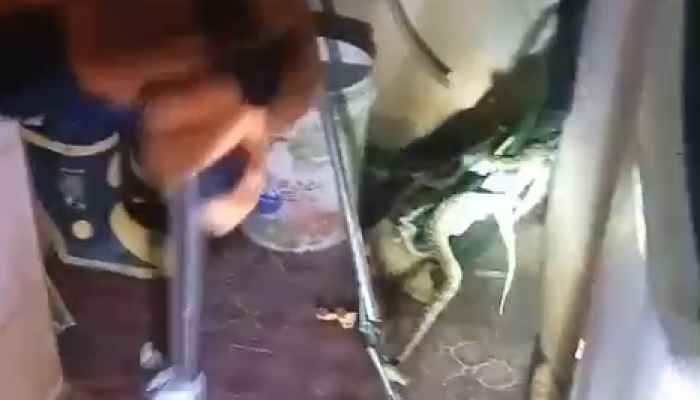 Ular Masuk Rumah Warga di Wua-Wua, Damkar Kendari Lakukan Evakuasi Cepat