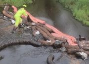 Pipa Vale Bocor, 30 Hektare Sawah Petani di Towuti Gagal Panen