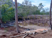 Oknum Guru di Bombana Diduga Babat Hutan Mangrove untuk Tambak Ubur-Ubur