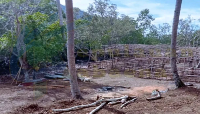 Oknum Guru di Bombana Diduga Babat Hutan Mangrove untuk Tambak Ubur-Ubur