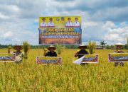 Gapoktan Mepokoaso Catat Produksi Gabah 642,6 Ton, Dorong Konsel Jadi Model Peningkatan Hasil Sultra
