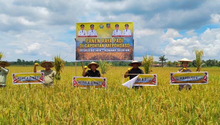 Gapoktan Mepokoaso Catat Produksi Gabah 642,6 Ton, Dorong Konsel Jadi Model Peningkatan Hasil Sultra