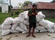 Petani Jual Rugi di Tengah Panen Padi, Keterbatasan BULOG Sultra Jadi Celah Mafia Gabah Beraksi