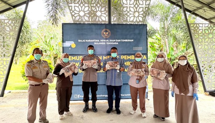 Bahaya! Karantina Sultra Musnahkan Puluhan Kilo Daging Sapi Ilegal dari Bandara Halu Oleo