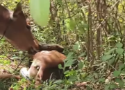 Sapi Ternak Koltim Nyaris Jadi Mangsa Piton, Warga Amokuni Bergerak Cepat