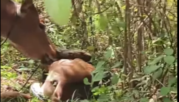 Sapi Ternak Koltim Nyaris Jadi Mangsa Piton, Warga Amokuni Bergerak Cepat