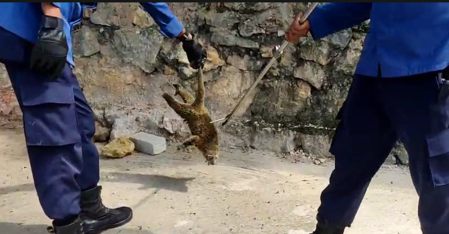 Petugas Rescue Damkar Kendari mengevakuasi kus-kus dari genteng rumah warga