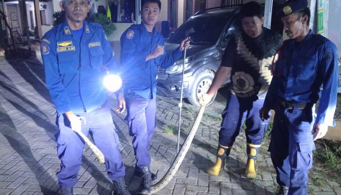 Damkar Kendari Evakuasi Ular Piton Sepanjang 3 Meter di BTN Puri Maharani