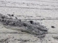 Buaya di Sawah Bombana