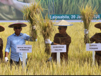 Panen Perdana Konawe