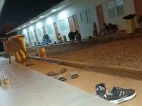 anoa muncul di tambang konawe