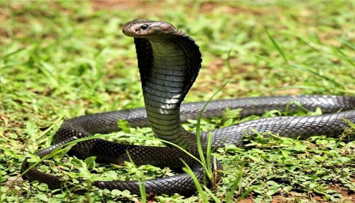 King Kobra 2,5 Meter Teror Warga Sabilambo Kolaka