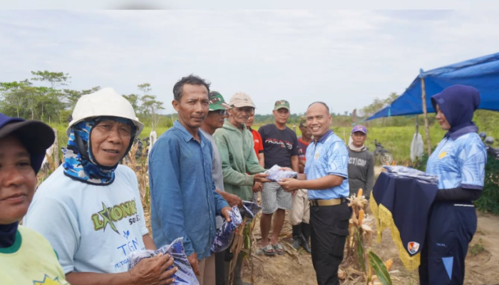 Danlanud Haluoleo Panen Jagung Bareng Warga di Lahan AWR, Hasilnya Masuk Bulog!