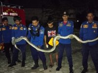 Evakuasi Ular Kendari, Damkar Kota Kendari