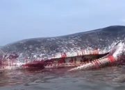 Hiu Paus 6 Meter Terdampar di Pantai Pakue Utara, Sultra