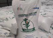 Bulog Sultra Siapkan 2.000 Ton Jagung SPHP, Target Penyaluran Mulai Awal Maret