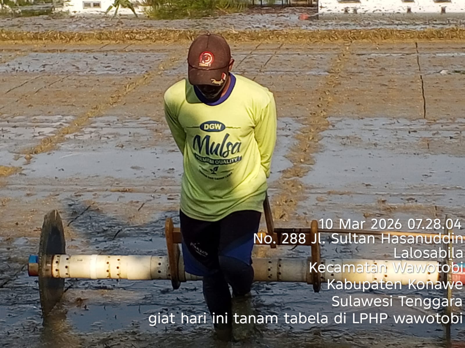 Seorang petugas berjalan di lumpur sawah sambil menarik rangkaian pipa PVC putih. Alat "Tabela" pipa tarik ini menjadi solusi percepatan tanam bagi para penangkar benih di Wawotobi.