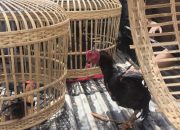 Penggerebekan Judi Sabung Ayam di Mandonga Kendari, Polisi Amankan 17 Orang